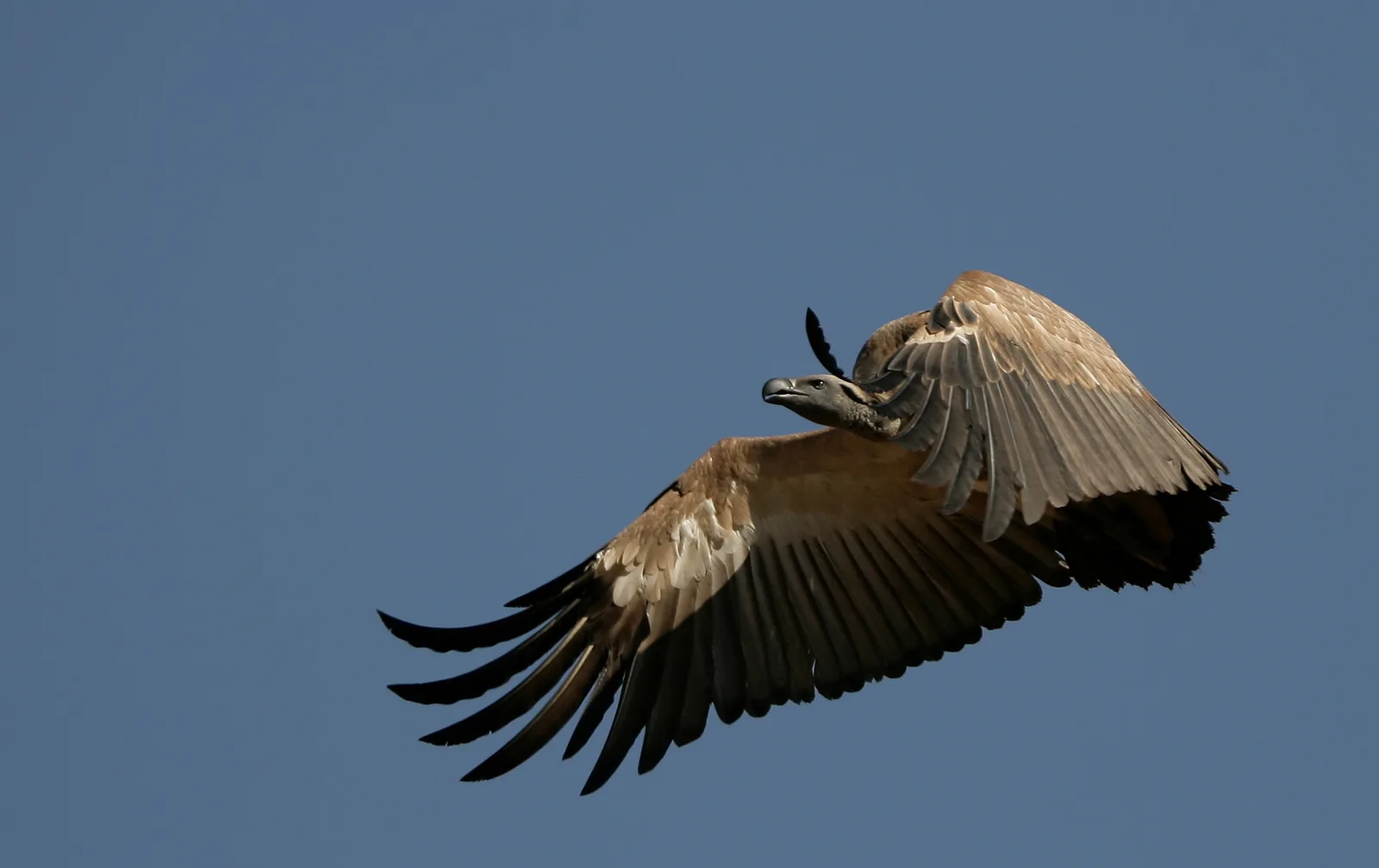 Cape Vulture banking on the thermals with wings raised against a deep blue sky